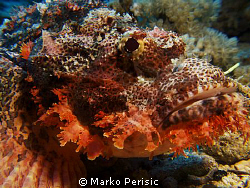 Smallscale Scorpionfish (Scorpaenopis oxycephala) Panoram... by Marko Perisic 